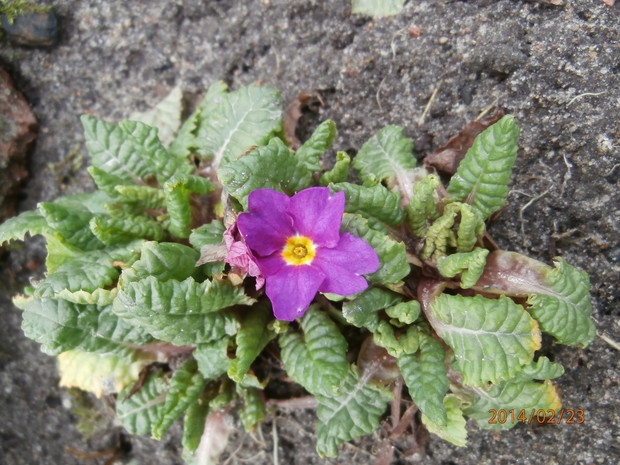 prymulki kwitły całą zimę