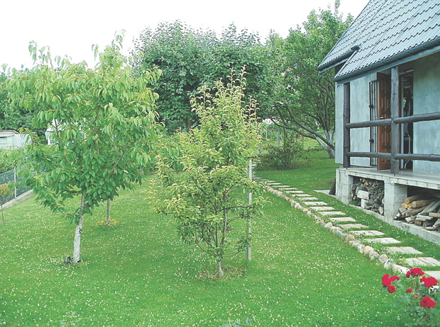 Przydomowy sad to spełnienie naszych marzeń o własnym ogrodzie.