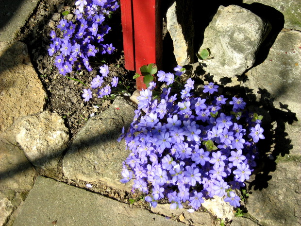 Przylaszczka doskonale nadaje się na rabaty skalne.