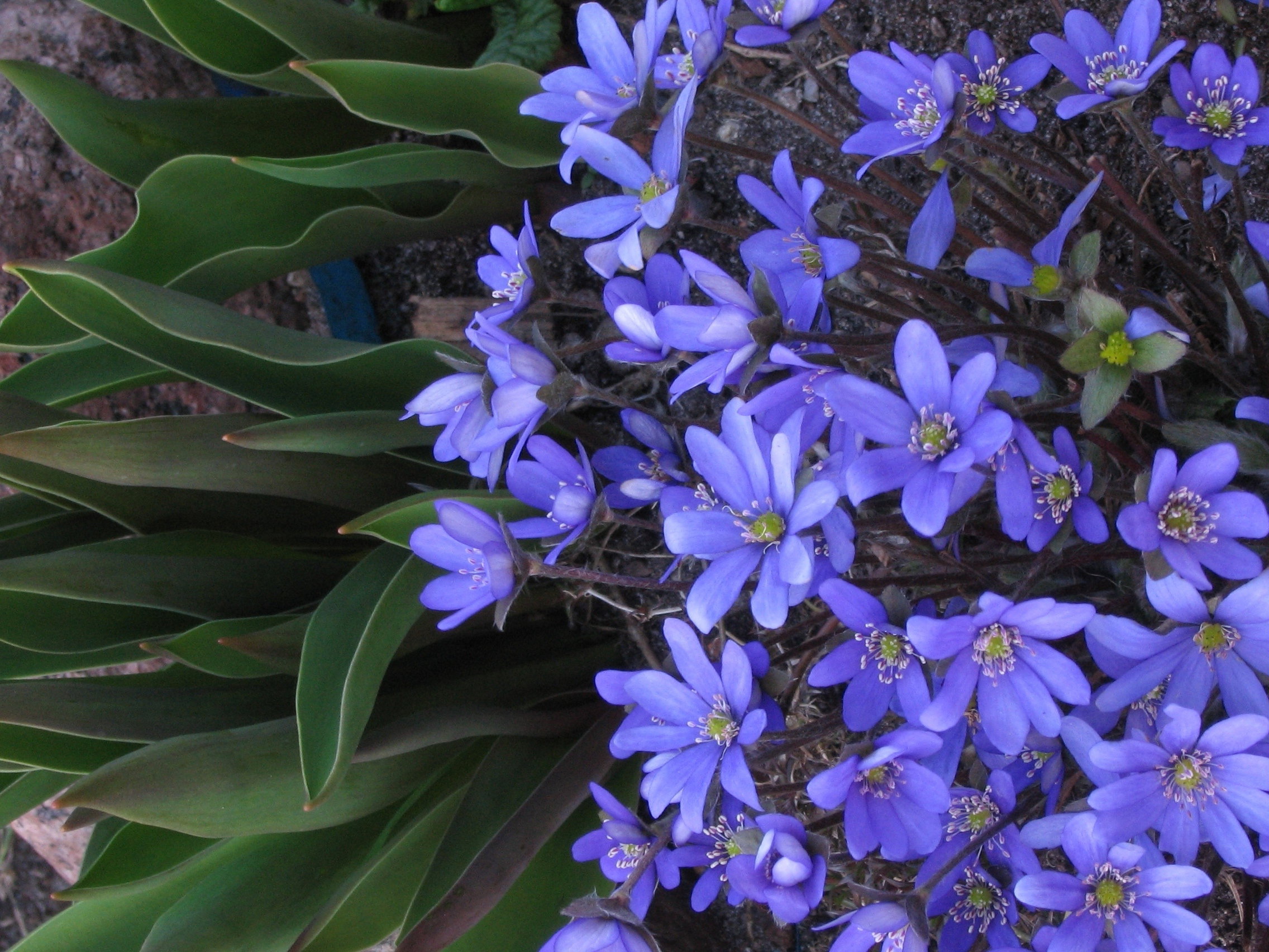Przylaszczka w towarzystwie budzących się tulipanów