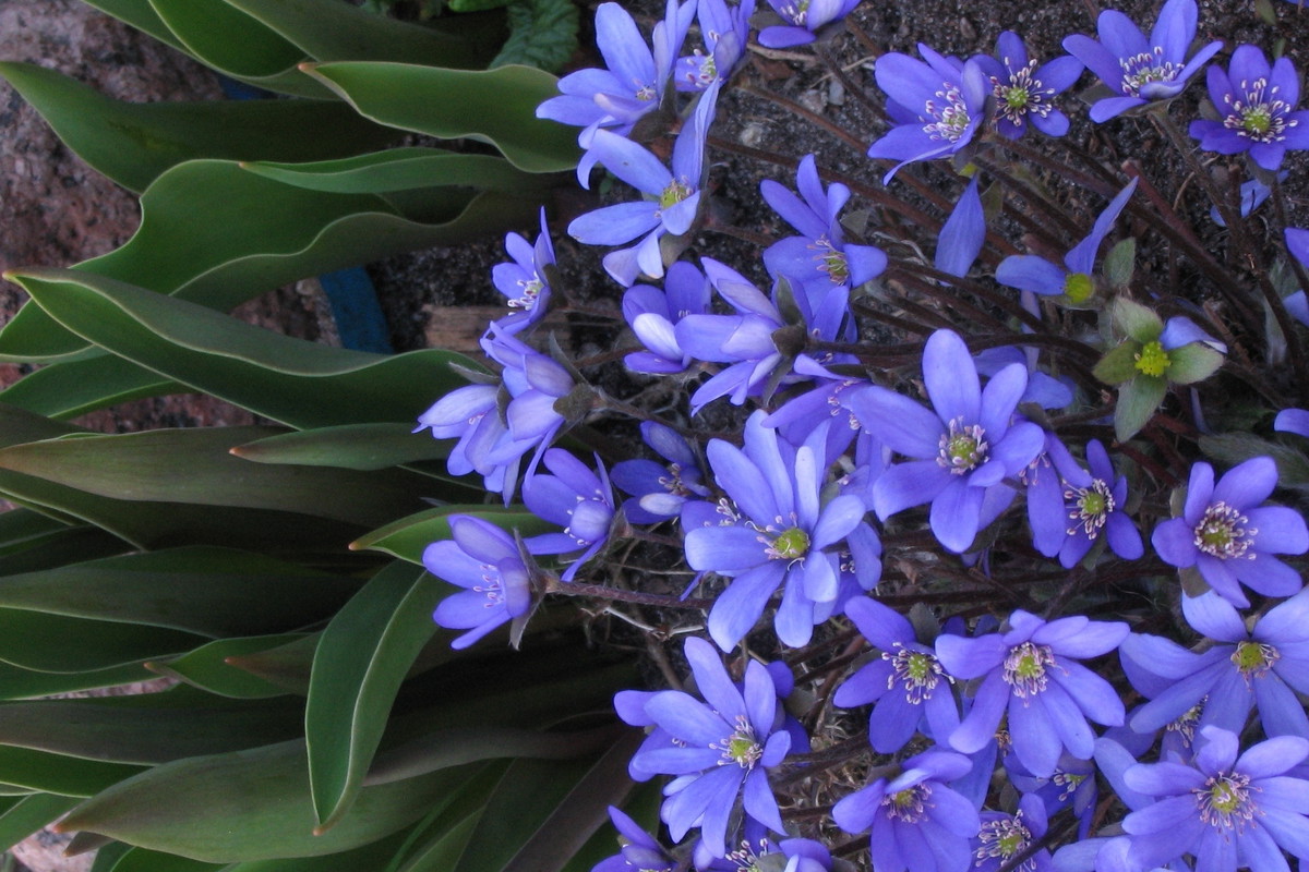 Przylaszczka w towarzystwie budzących się tulipanów