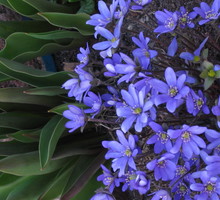 Przylaszczka w towarzystwie budzących się tulipanów