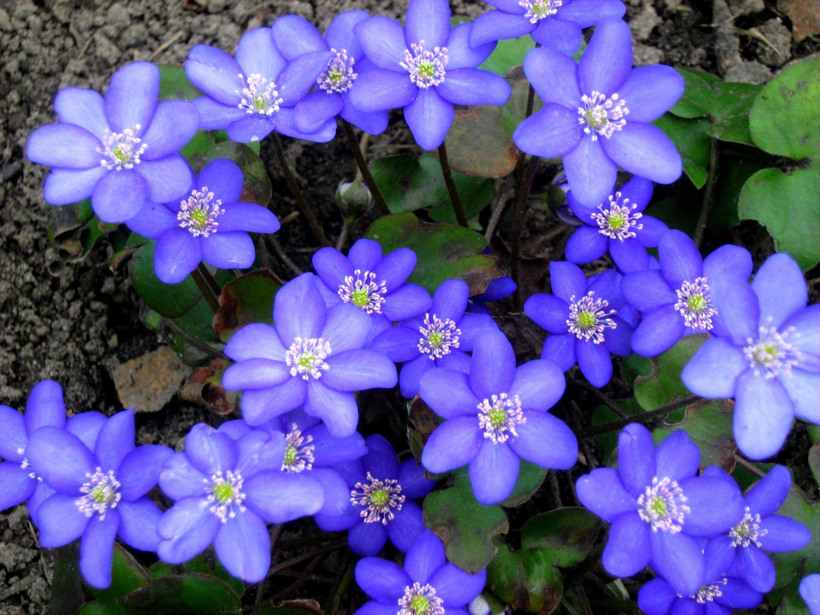Przylaszczkę rozmnażamy przez podział większych karp zaraz po przekwitnięciu.