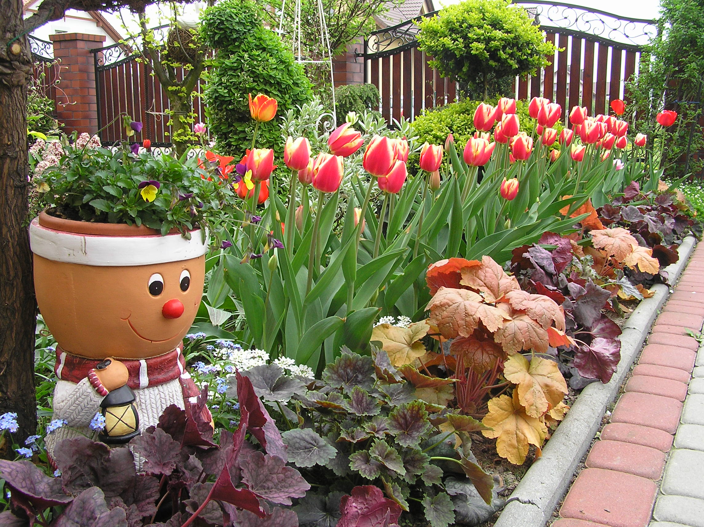 rabatka tulipanowo - żurawkowa