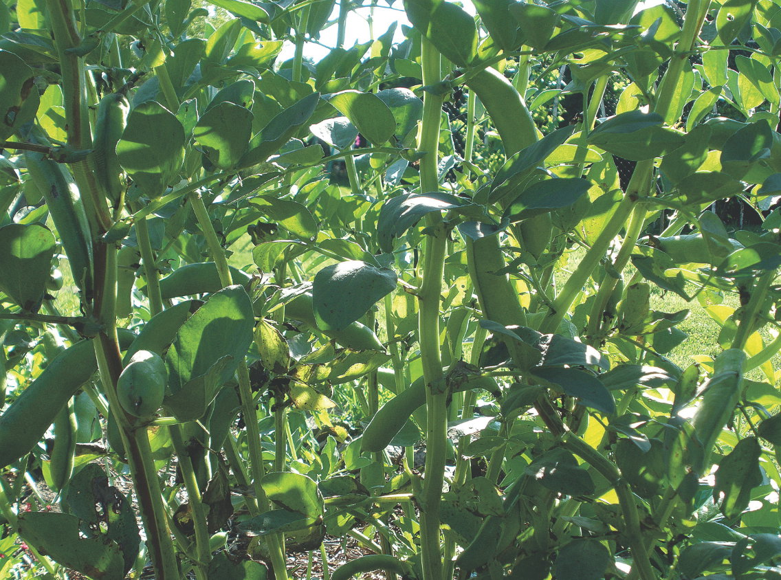 Roślina jest wrażliwa na suszę, dlatego w lecie wymaga obfitego podlewania. Bób zbieram wtedy, gdy strąki mają około 10 cm, a przerwa pomiędzy ziarnami jest pod łupinkami wyraźnie widoczna.