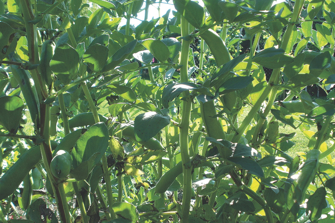 Roślina jest wrażliwa na suszę, dlatego w lecie wymaga obfitego podlewania. Bób zbieram wtedy, gdy strąki mają około 10 cm, a przerwa pomiędzy ziarnami jest pod łupinkami wyraźnie widoczna.