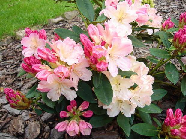 Rośliny te najlepiej się czują w miejscach półcienistych.