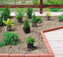 Rośliny w doniczkach rozstawione w miejscu przeznaczonym do sadzenia. W ten sposób łatwo zweryfikować odległości i kompozycję