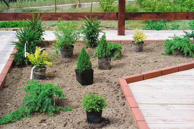 Rośliny w doniczkach rozstawione w miejscu przeznaczonym do sadzenia. W ten sposób łatwo zweryfikować odległości i kompozycję