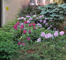 Różaneczniki dobrze się czują w towarzystwie bylin i roślin okrywowych. Funkie, paprocie, bergenie, niezapominajki, tawułki i szafirki chronią ich korzenie przed wahaniami temperatury i wysychaniem.