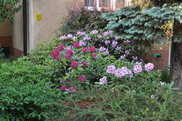 Różaneczniki dobrze się czują w towarzystwie bylin i roślin okrywowych. Funkie, paprocie, bergenie, niezapominajki, tawułki i szafirki chronią ich korzenie przed wahaniami temperatury i wysychaniem.