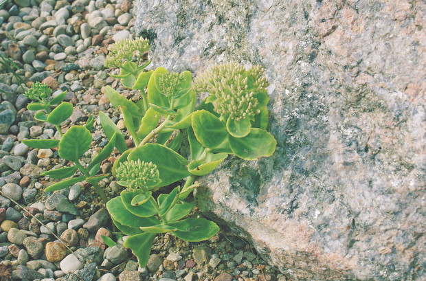 Rozchodniki najlepiej się czują na w nasłonecznionym miejscu oraz na świeżym, lekkim i przepuszczalnym podłożu. Na zimę warto je okrywać, a wiosną wyciąć z karp przemarznięte pędy. Na skalniakach powinno się je sadzić w niewielkich kępach.
