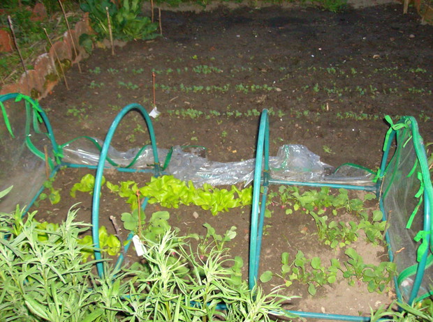 sałata i rzodkiewka