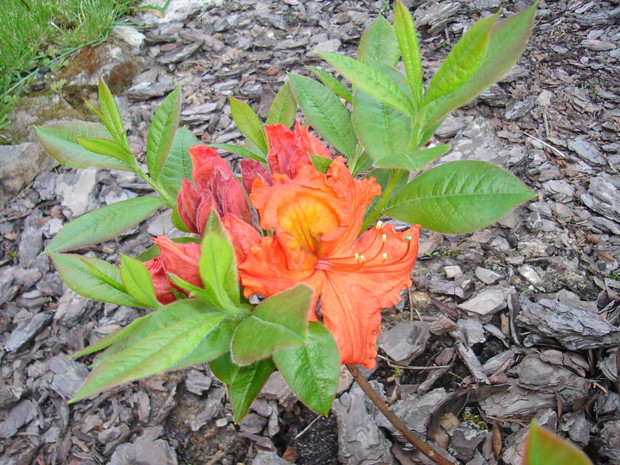 Skórzaste liście różaneczników są bardzo dekoracyjne i zimozielone.