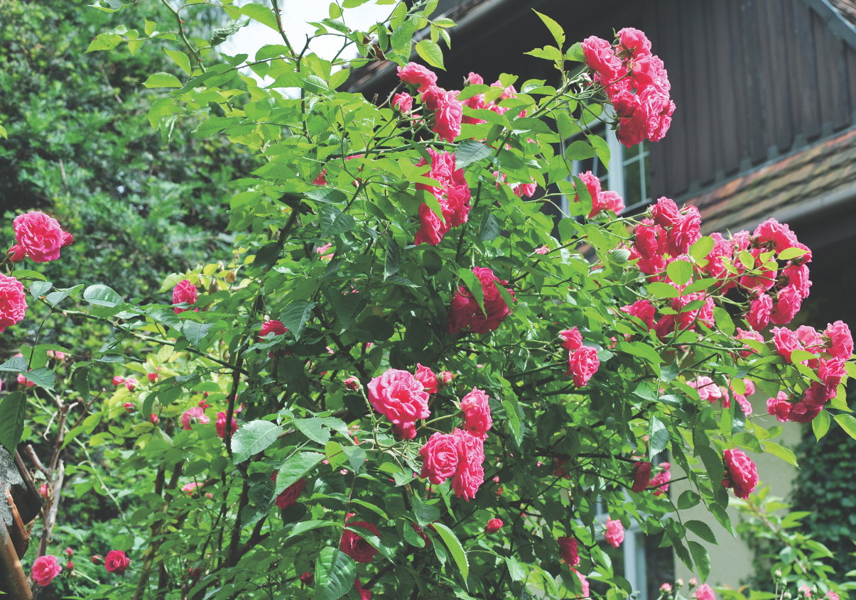 Środki grzybo- i owadobójcze są niebezpieczne dla zdrowia. Trzeba obchodzić się z nimi ostrożnie.