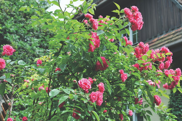 Środki grzybo- i owadobójcze są niebezpieczne dla zdrowia. Trzeba obchodzić się z nimi ostrożnie.