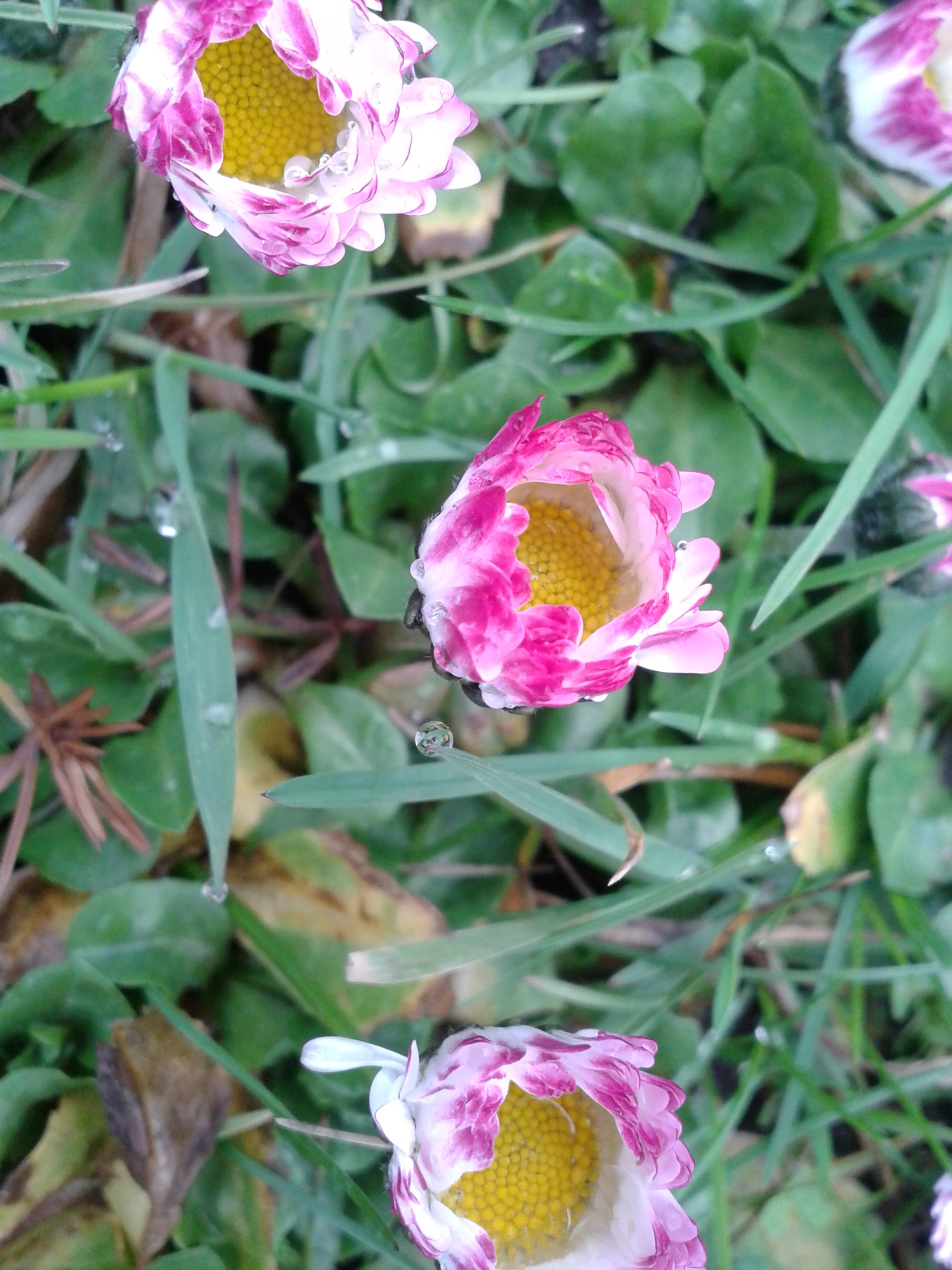 STOKROTKI
TRAWNIKOWE