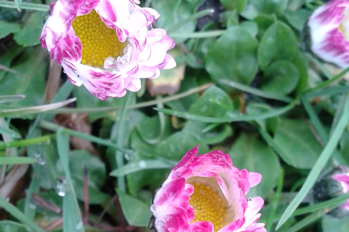 STOKROTKI
TRAWNIKOWE