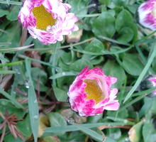 STOKROTKI
TRAWNIKOWE