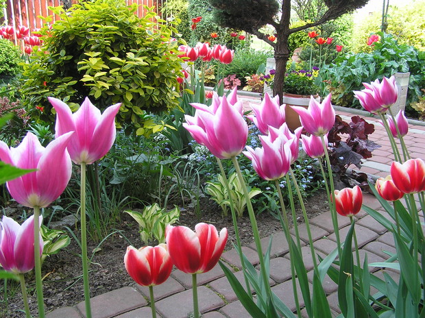 swoje główki wychylają na przywitanie....gości :)