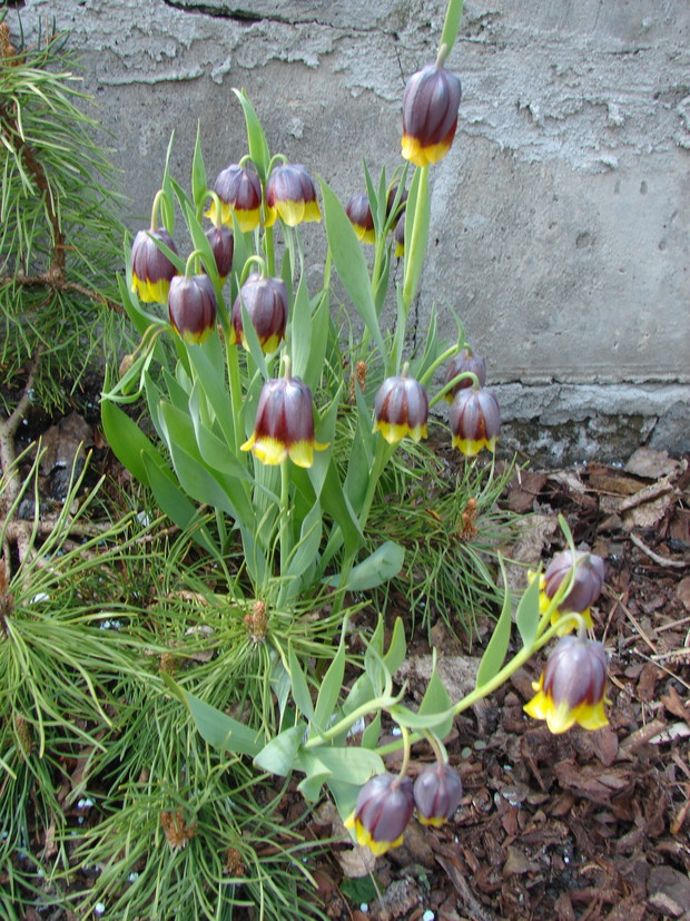Szachownica asyryjska zwana też lisią ma purpurowo-żółte kwiaty.