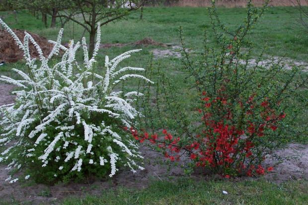 tawuła szara z pigwowcem