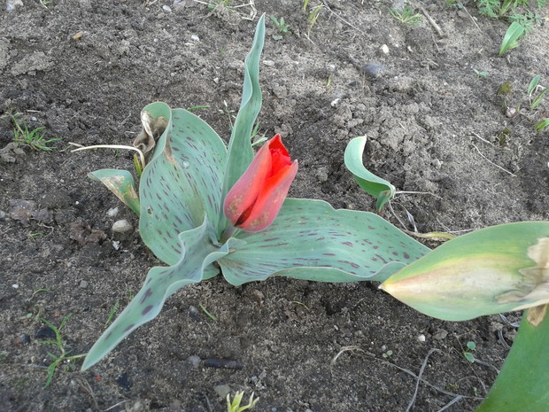 TULIPAN
BOTANICZNY