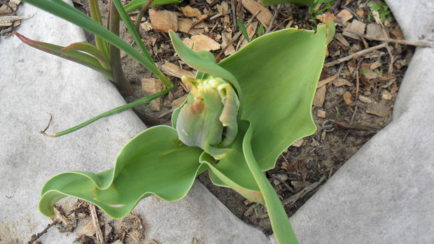 Tulipan