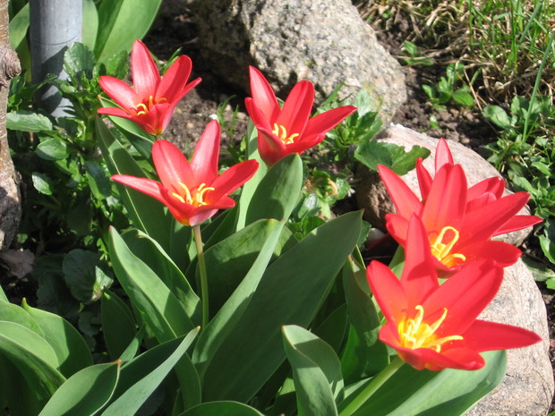 tulipany