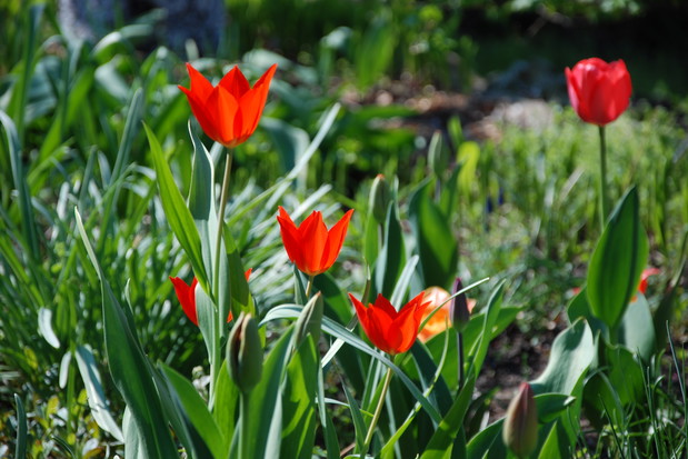 tulipany