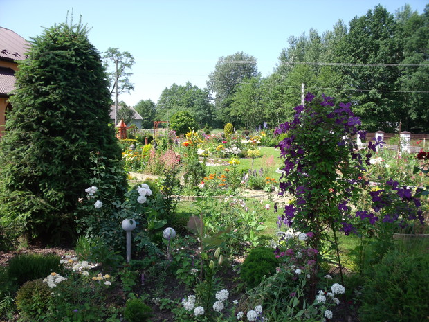 Ulubiony powojnik synowej