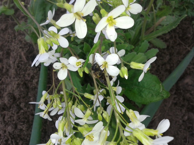 URATOWANA
PSZCZOŁA
NA GĘSIÓWCE
