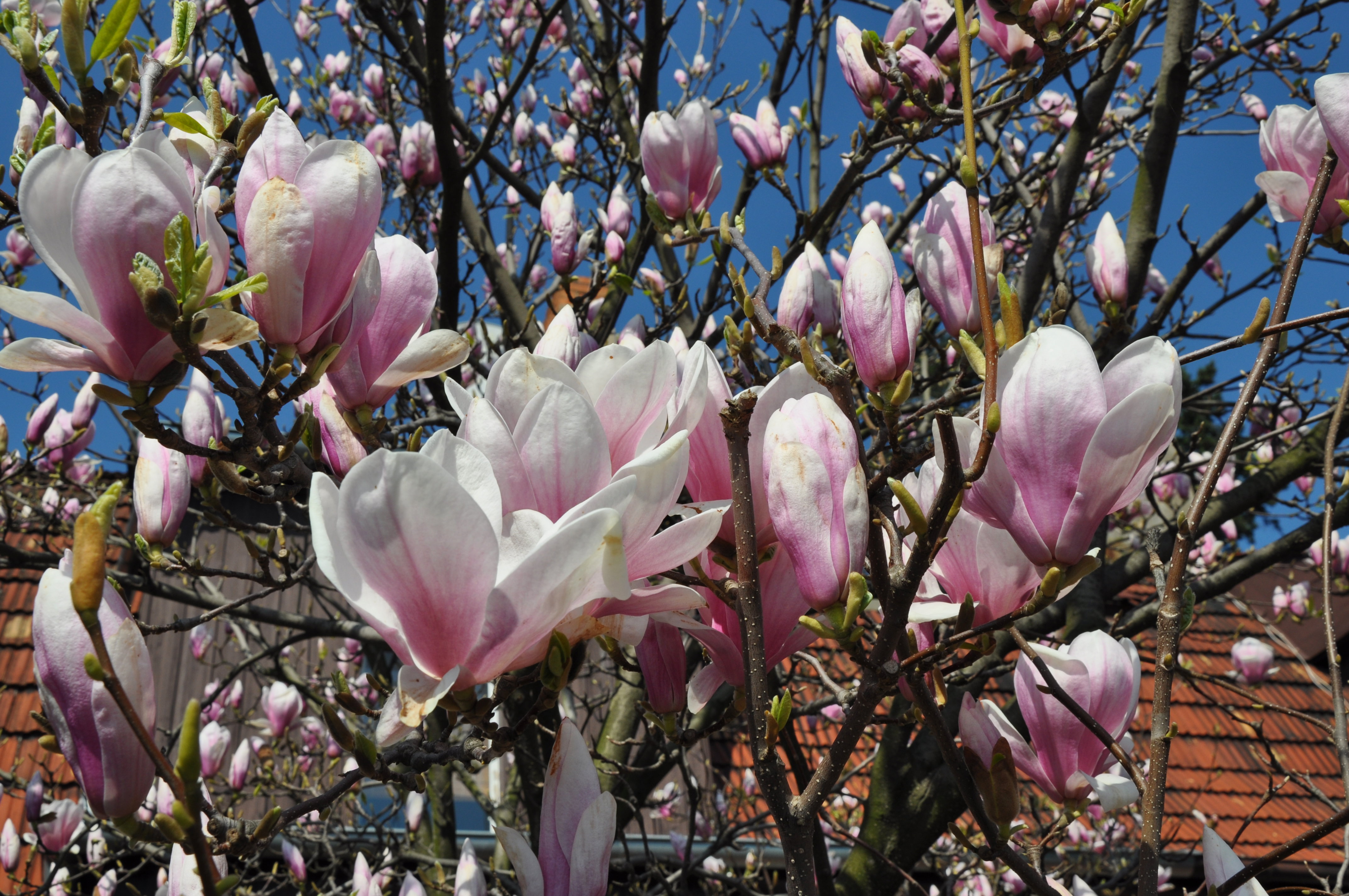W pierwszym roku po posadzeniu magnolia wymaga regularnego podlewania. Najlepiej wlewać pod krzew 10 l co 3–4 dni, a podczas upałów częściej. Najlepszą do tego porą jest późne popołudnie. 