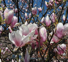 W pierwszym roku po posadzeniu magnolia wymaga regularnego podlewania. Najlepiej wlewać pod krzew 10 l co 3–4 dni, a podczas upałów częściej. Najlepszą do tego porą jest późne popołudnie.
