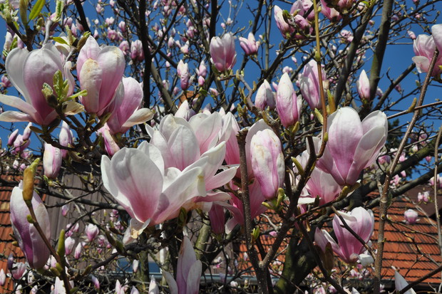 W pierwszym roku po posadzeniu magnolia wymaga regularnego podlewania. Najlepiej wlewać pod krzew 10 l co 3–4 dni, a podczas upałów częściej. Najlepszą do tego porą jest późne popołudnie.