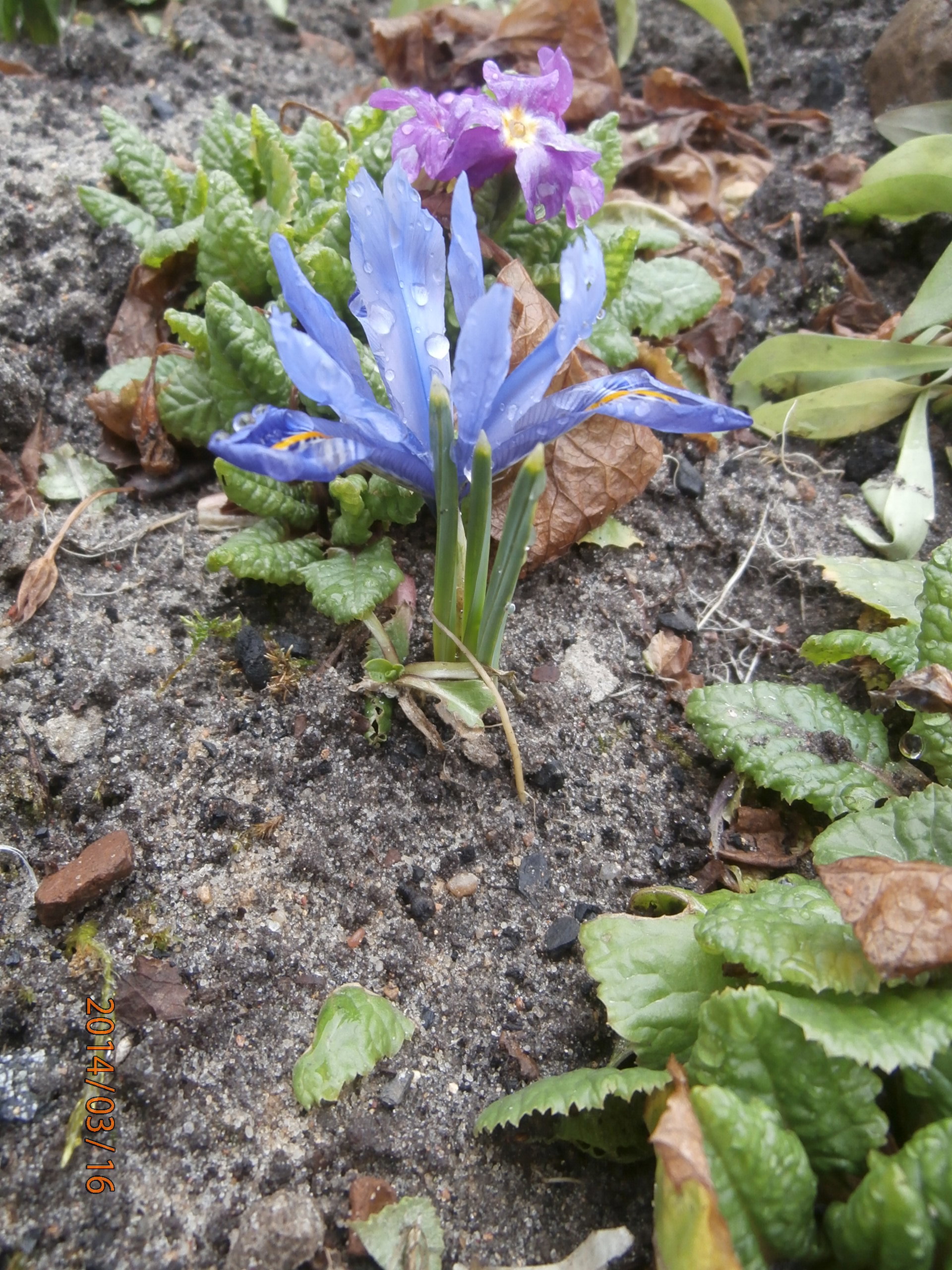 w ubiegłym roku pierwsze irysy zakwitły u mnie w połowie maja a w tym roku dwa miesiące wcześniej