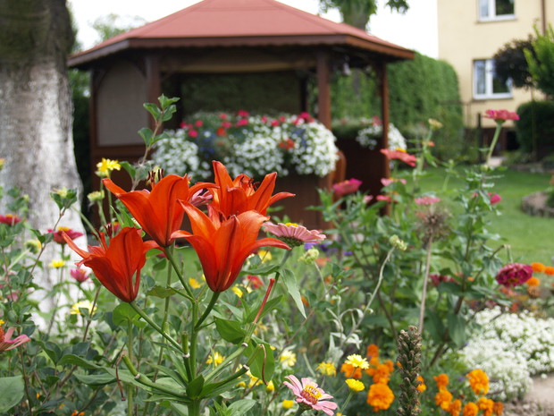 Widok z ogródka wiejskiego na altankę.