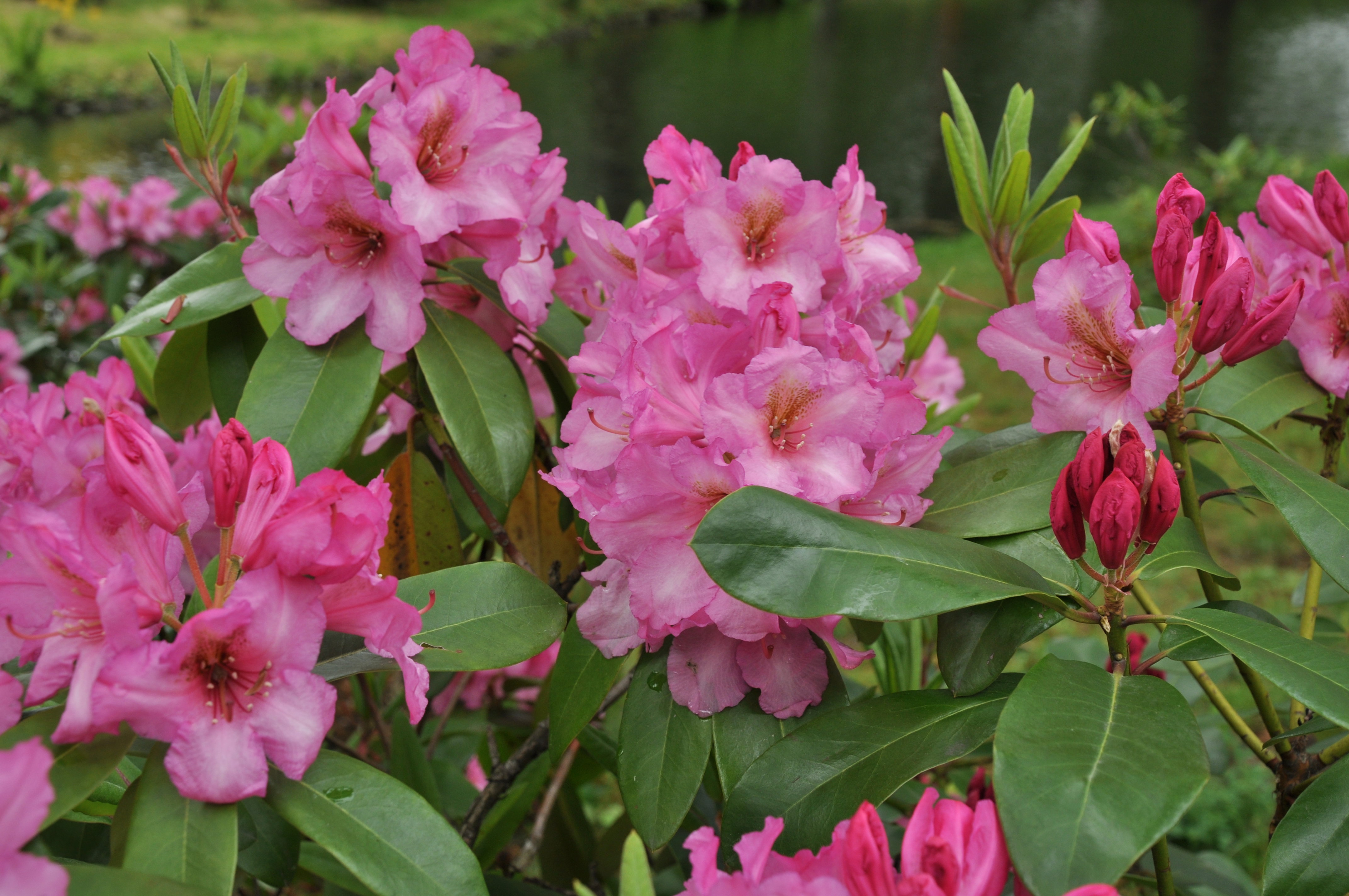 Większość odmian kwitnie od maja do czerwca. Są jednak i takie, które swe piękno pokazują w marcu albo październiku. 