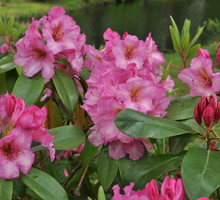 Większość odmian kwitnie od maja do czerwca. Są jednak i takie, które swe piękno pokazują w marcu albo październiku.