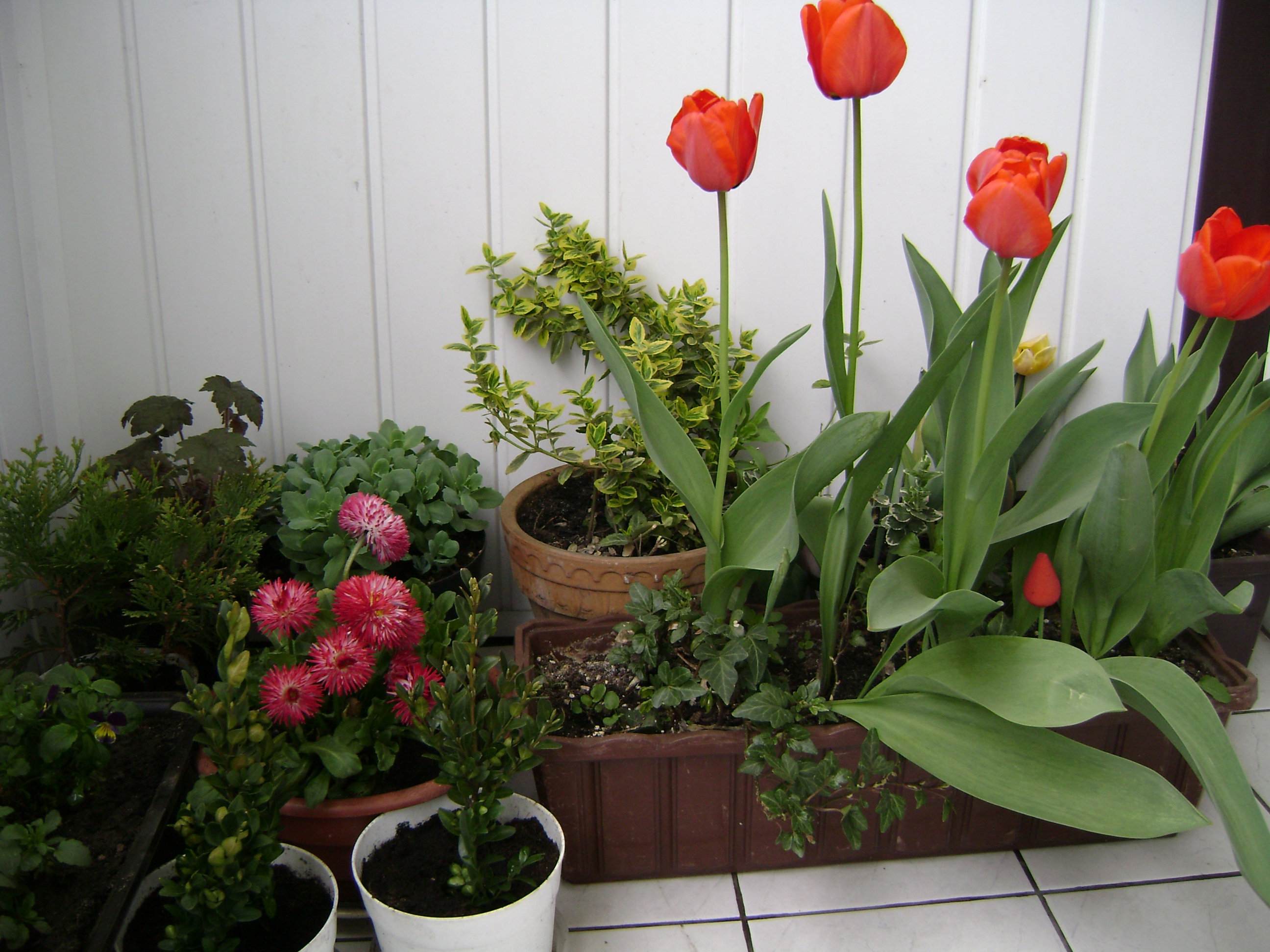 Wiosna na moim balkonie