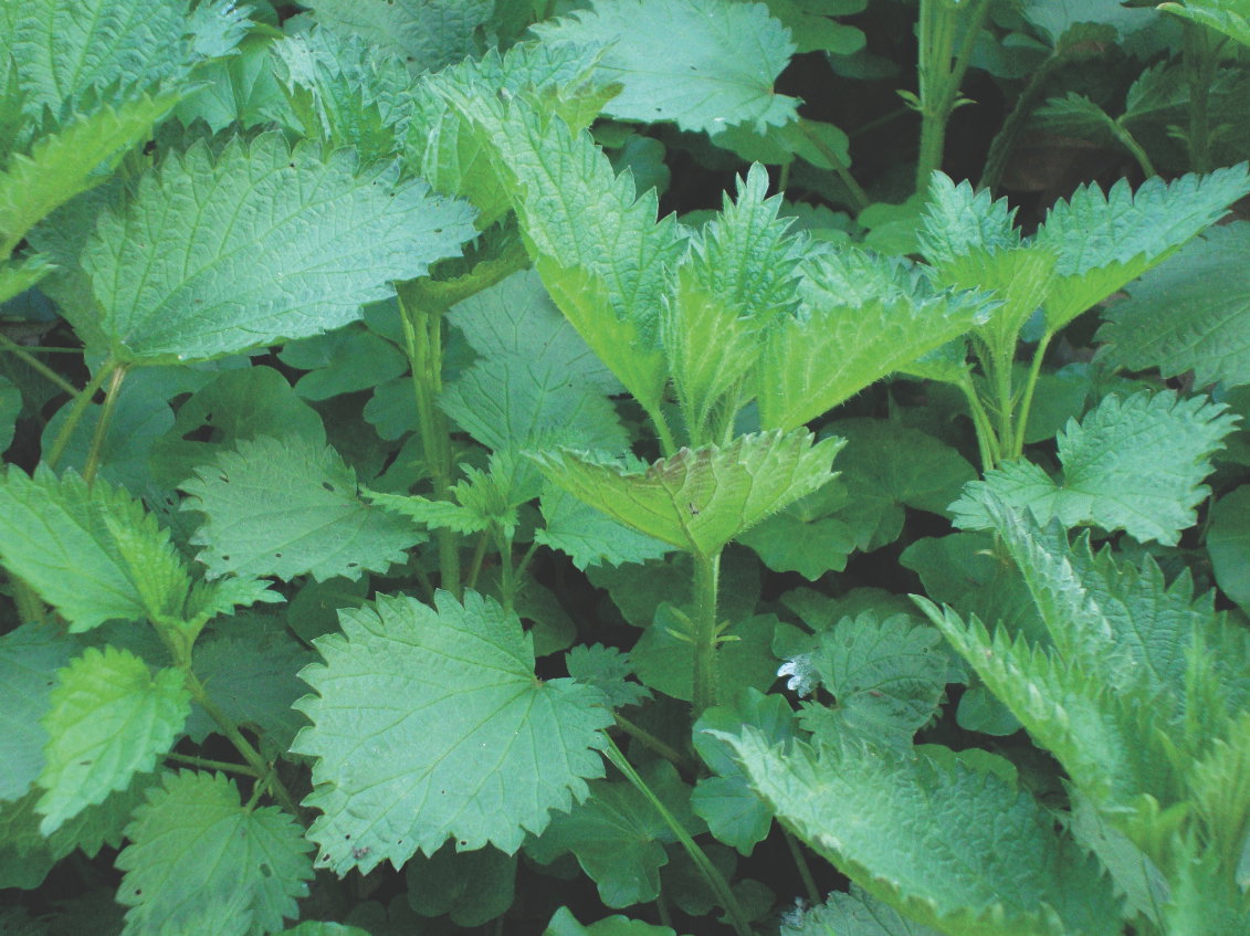 Wyciągi z tego ziela są cennym nawozem organicznym.