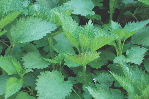 Wyciągi z tego ziela są cennym nawozem organicznym.