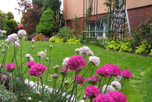 zawciągi nadmorski i szerokolistny