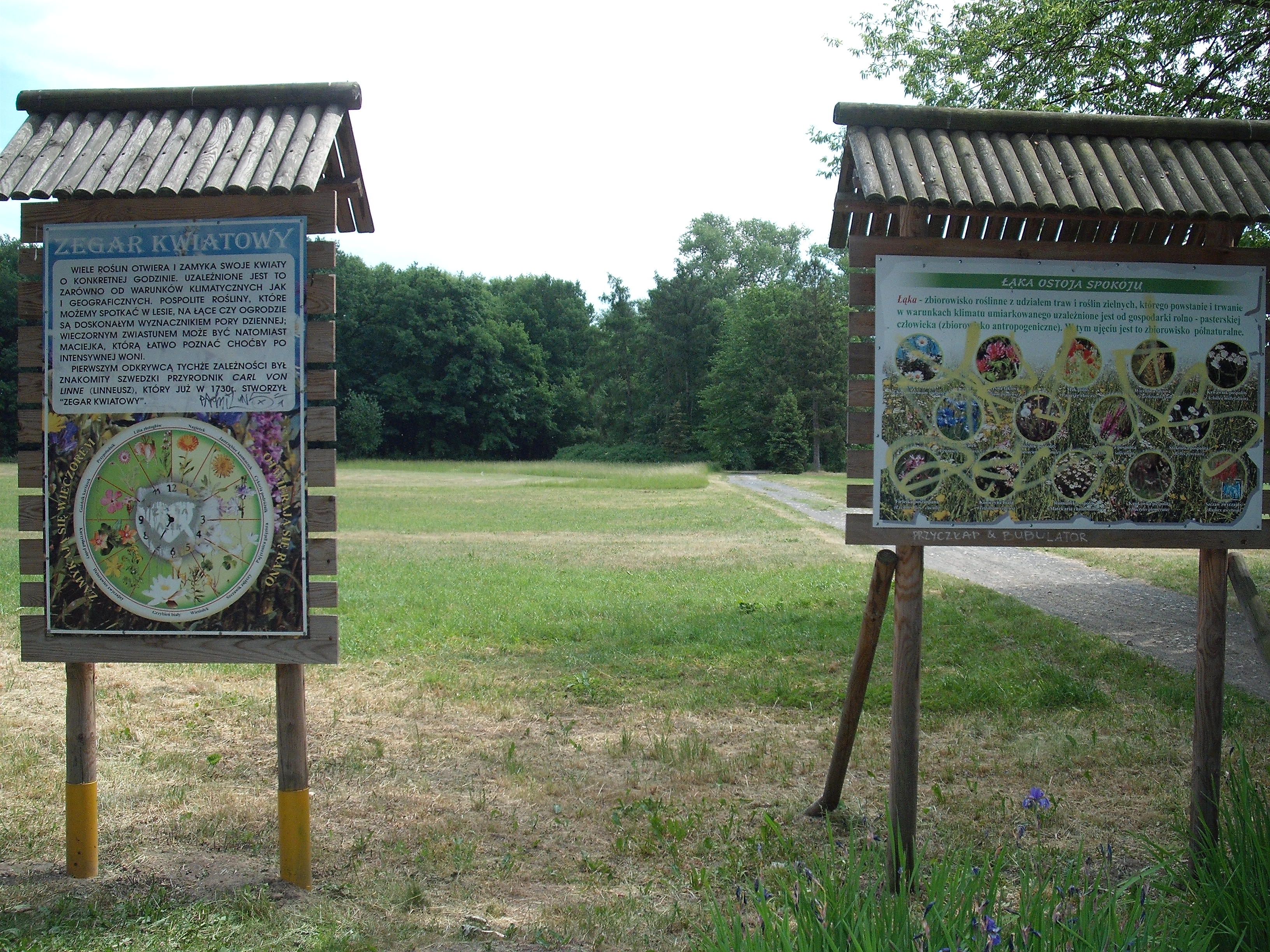 ZEGAR
KWIATOWY
I FLORA
ZBIOROWISK
NA ŁĄCE