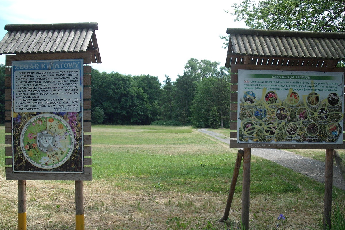 ZEGAR
KWIATOWY
I FLORA
ZBIOROWISK
NA ŁĄCE