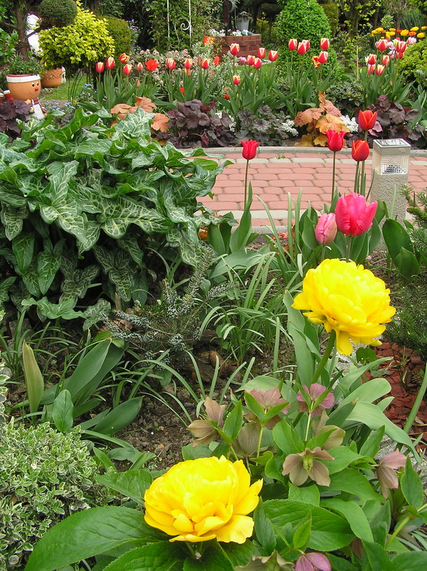 Zółte  pełne to 'Montreux'