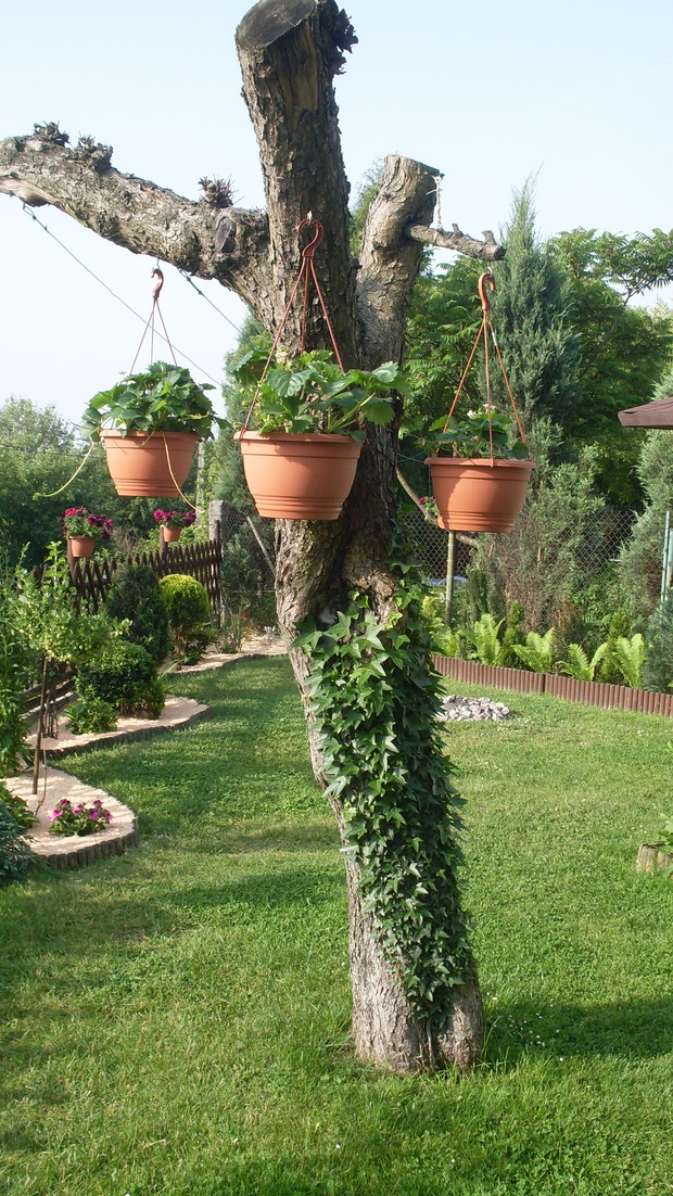  A tutaj winobluszcz trójklapowy na starej uschniętej jabłoni zaadoptowanej w truskawkowy  "Bonzai" 