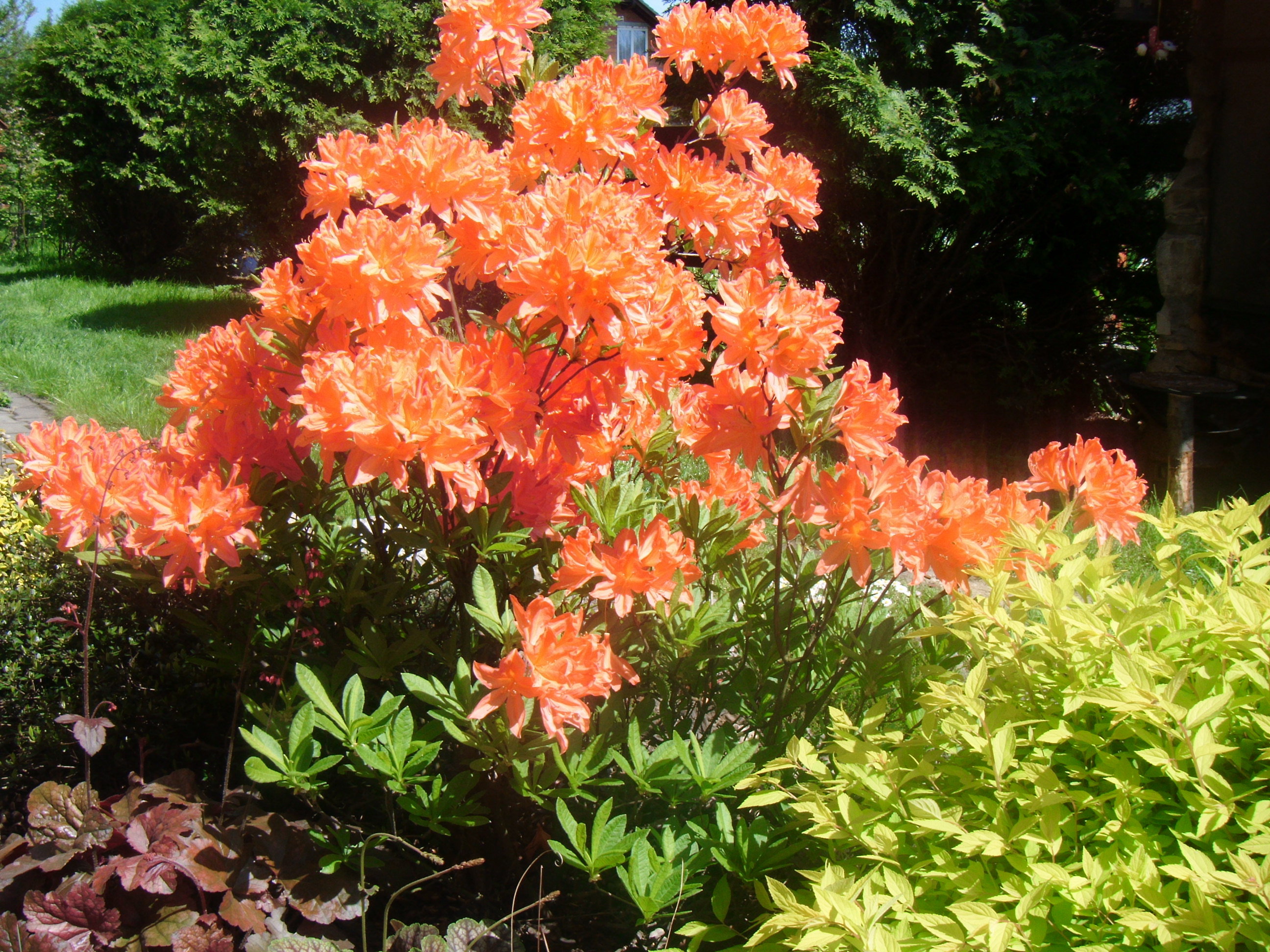 Azalia wielkokwiatowa w towarzystwie tawuły i żurawki