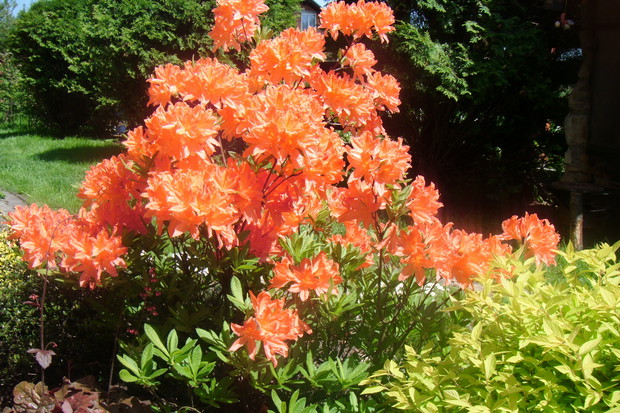 Azalia wielkokwiatowa w towarzystwie tawuły i żurawki