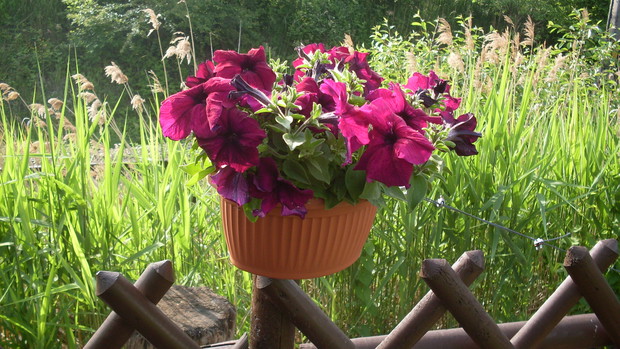 Burza kwiatów w doniczce 